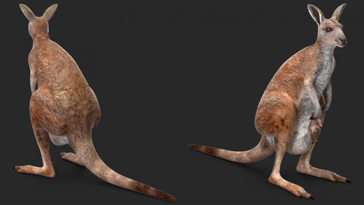 3D Mother Kangaroo with Baby Standing 2