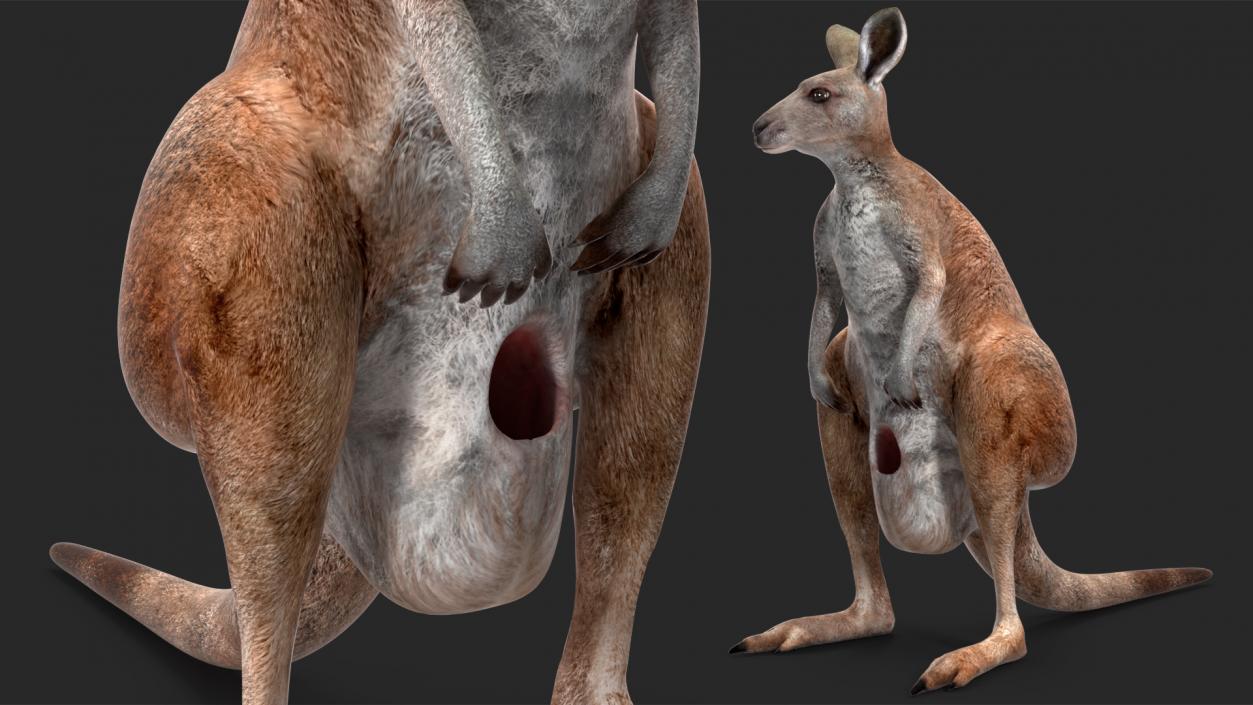 3D Mother Kangaroo with Baby Standing 2