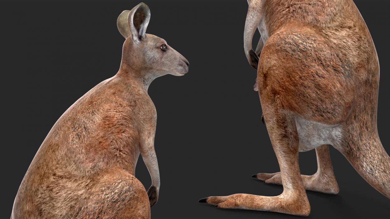 3D Mother Kangaroo with Baby Standing 2