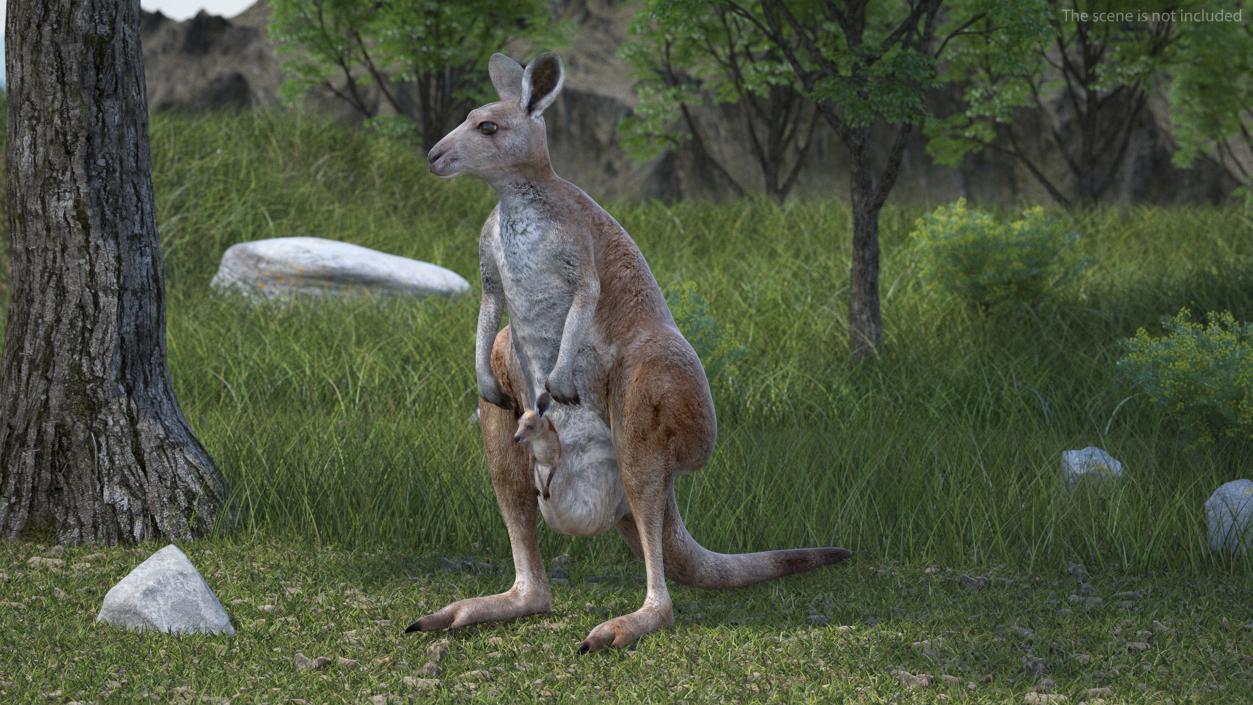 3D Mother Kangaroo with Baby Standing 2