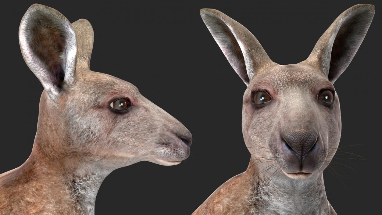 3D Mother Kangaroo with Baby Standing 2