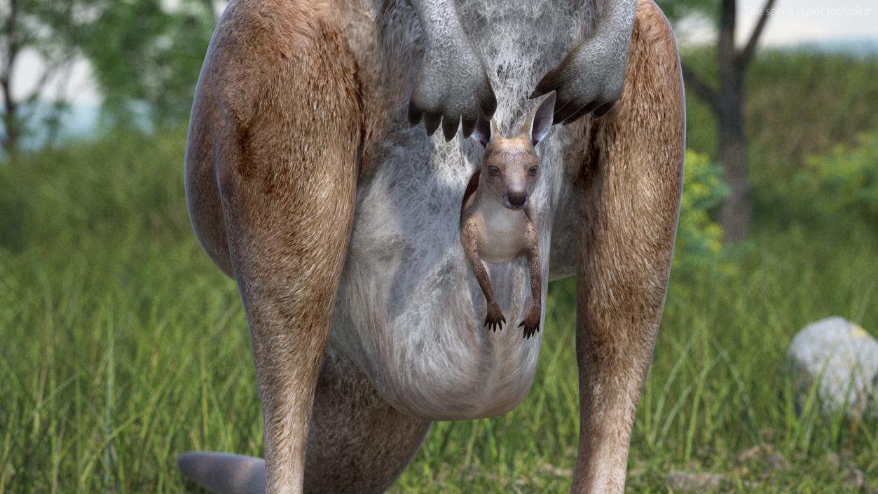 3D Mother Kangaroo with Baby Standing 2