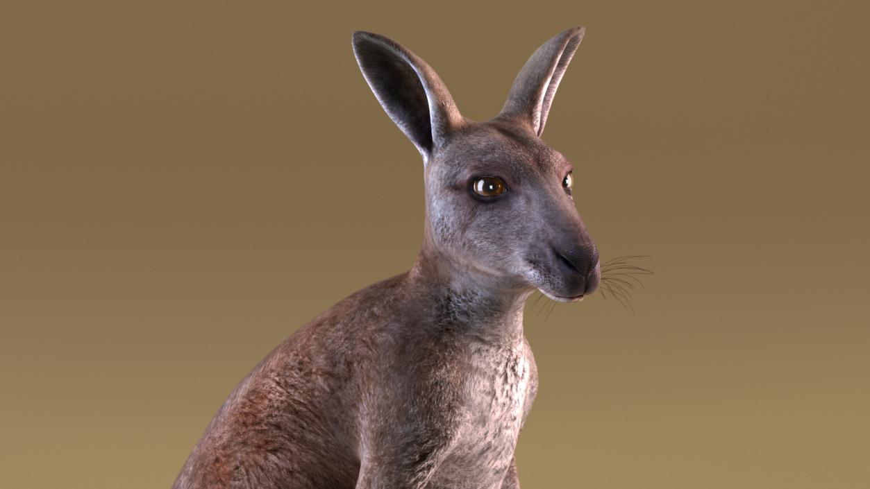 3D Mother Kangaroo with Baby Standing 2