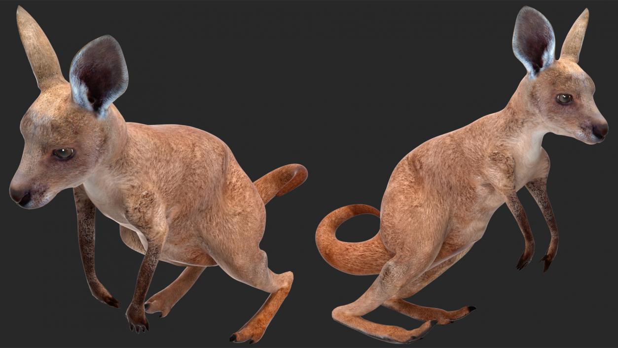 3D Mother Kangaroo with Baby Standing 2