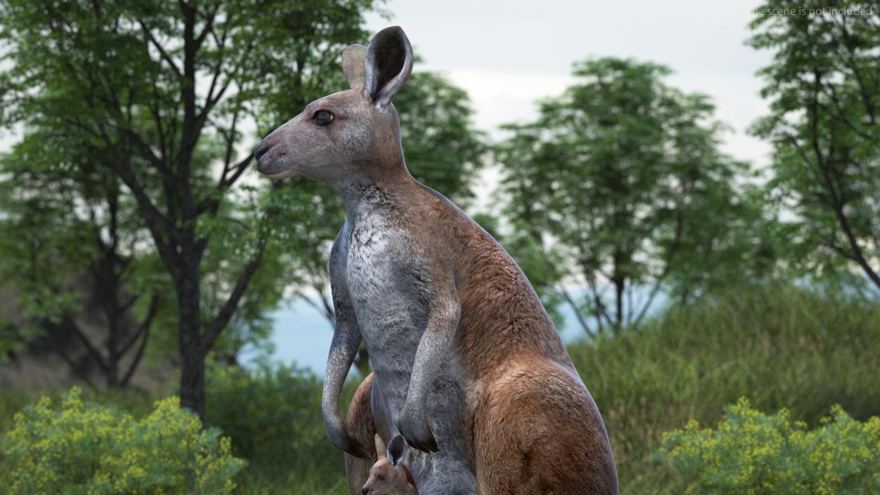 3D Mother Kangaroo with Baby Standing 2