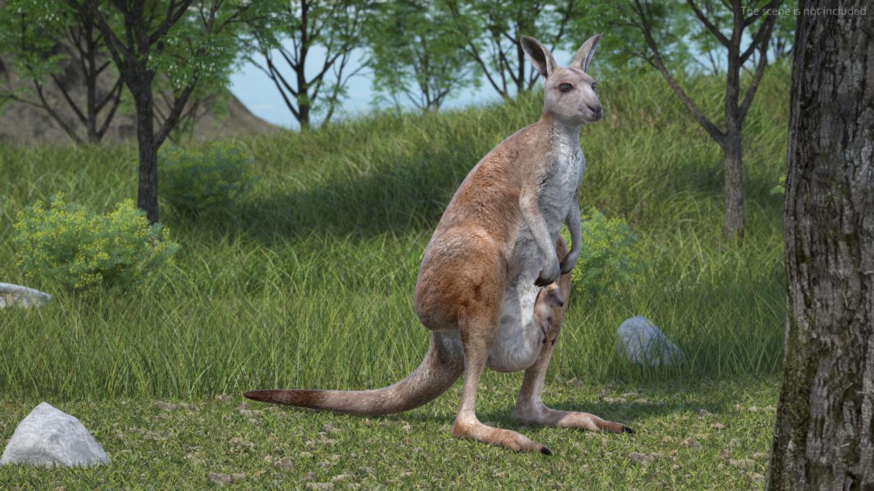 3D Mother Kangaroo with Baby Standing 2