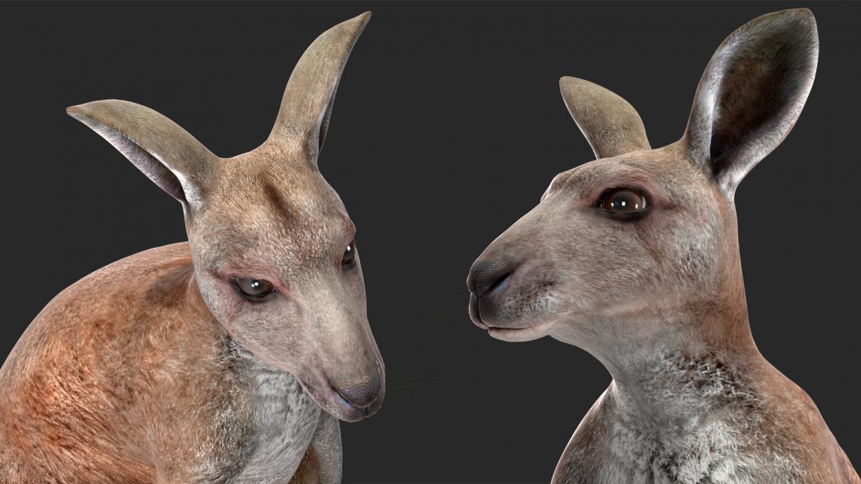 3D Mother Kangaroo with Baby Standing 2