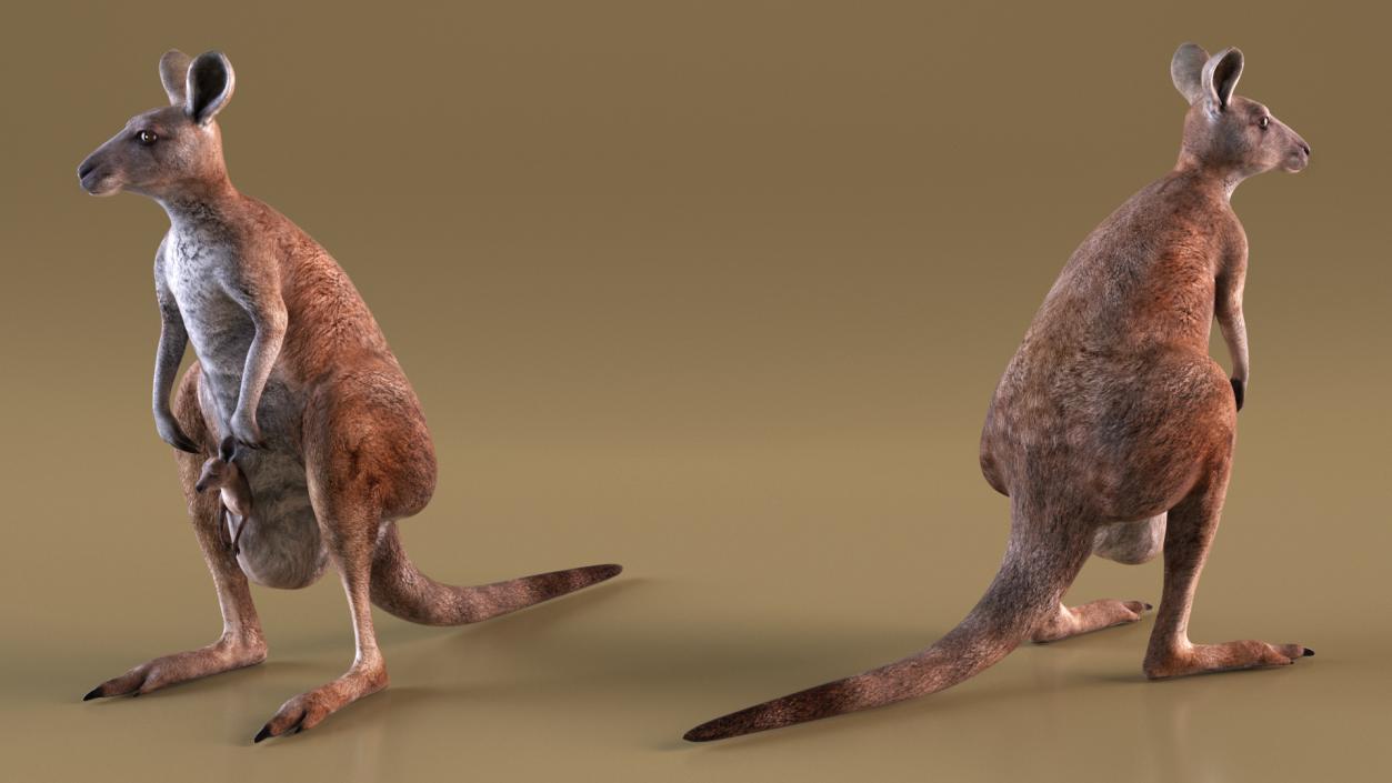 3D Mother Kangaroo with Baby Standing 2