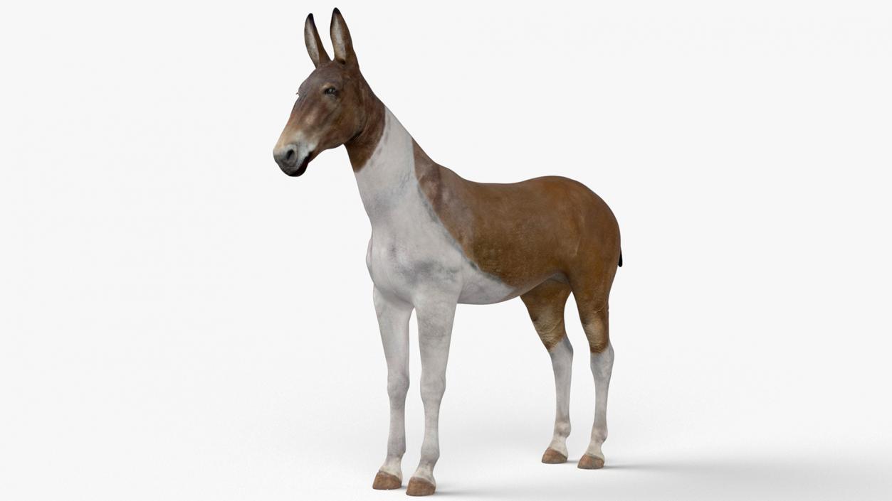 3D model Mule Rigged for Maya