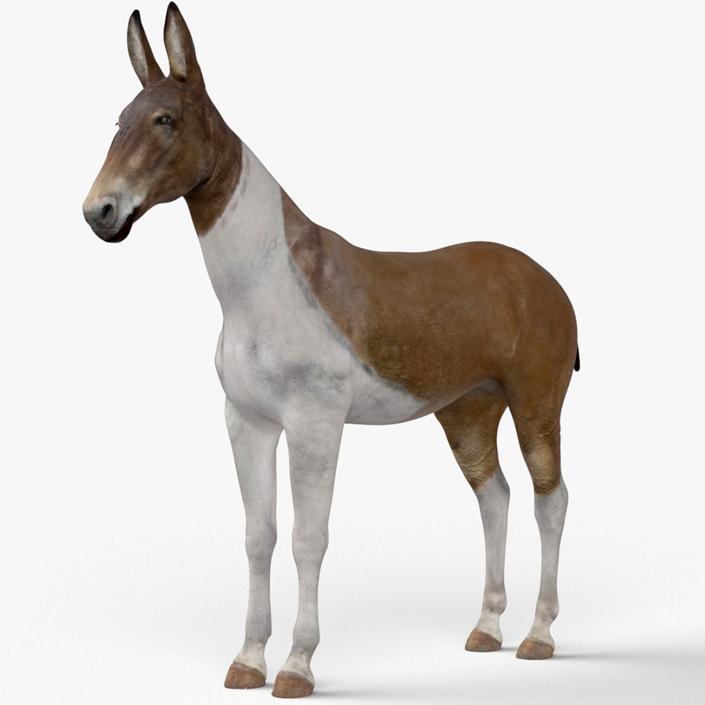 3D model Mule Rigged for Maya