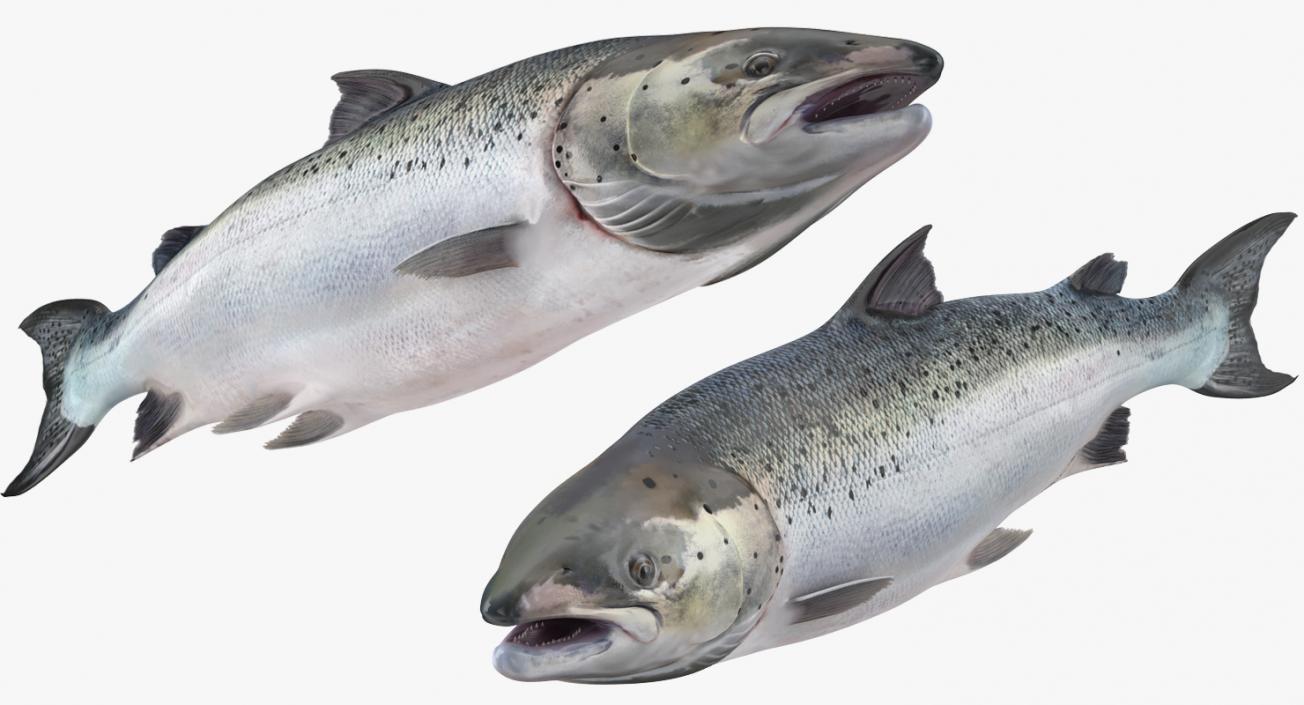 Atlantic Salmon Fish Lying on the Floor 3D model