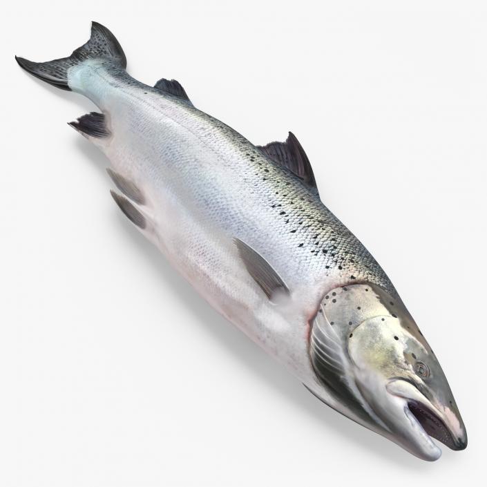 Atlantic Salmon Fish Lying on the Floor 3D model