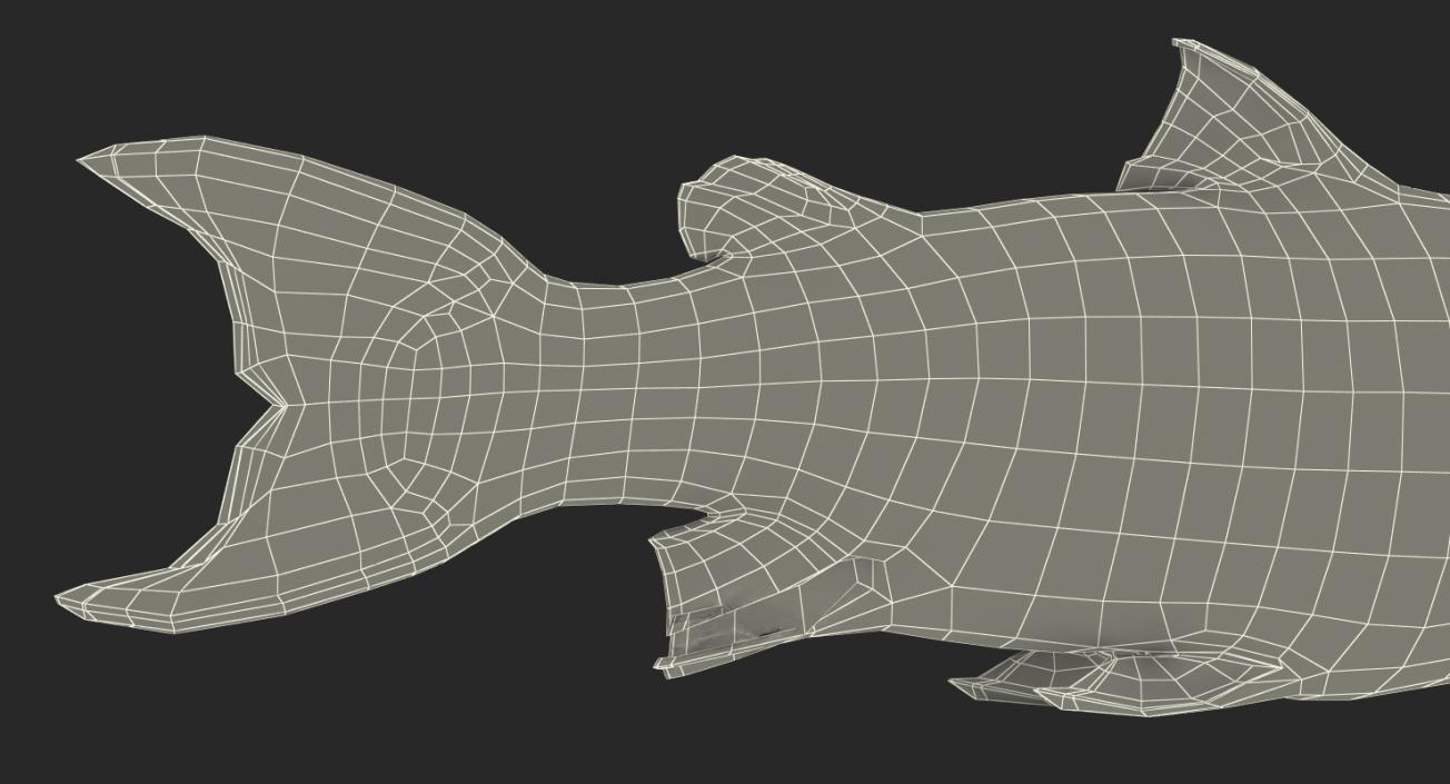 Atlantic Salmon Fish Lying on the Floor 3D model