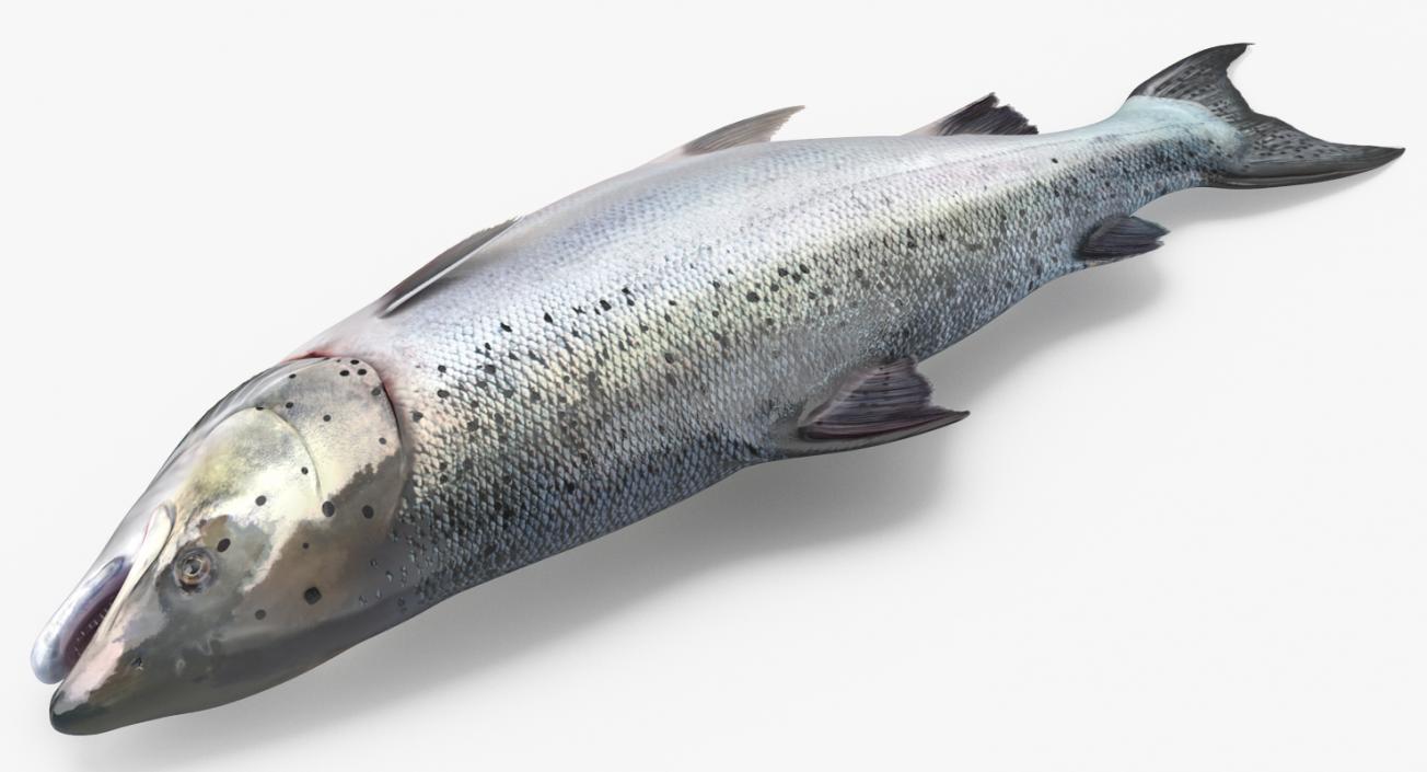 Atlantic Salmon Fish Lying on the Floor 3D model