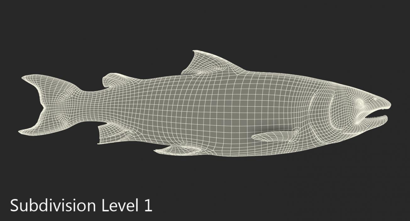 Atlantic Salmon Fish Lying on the Floor 3D model