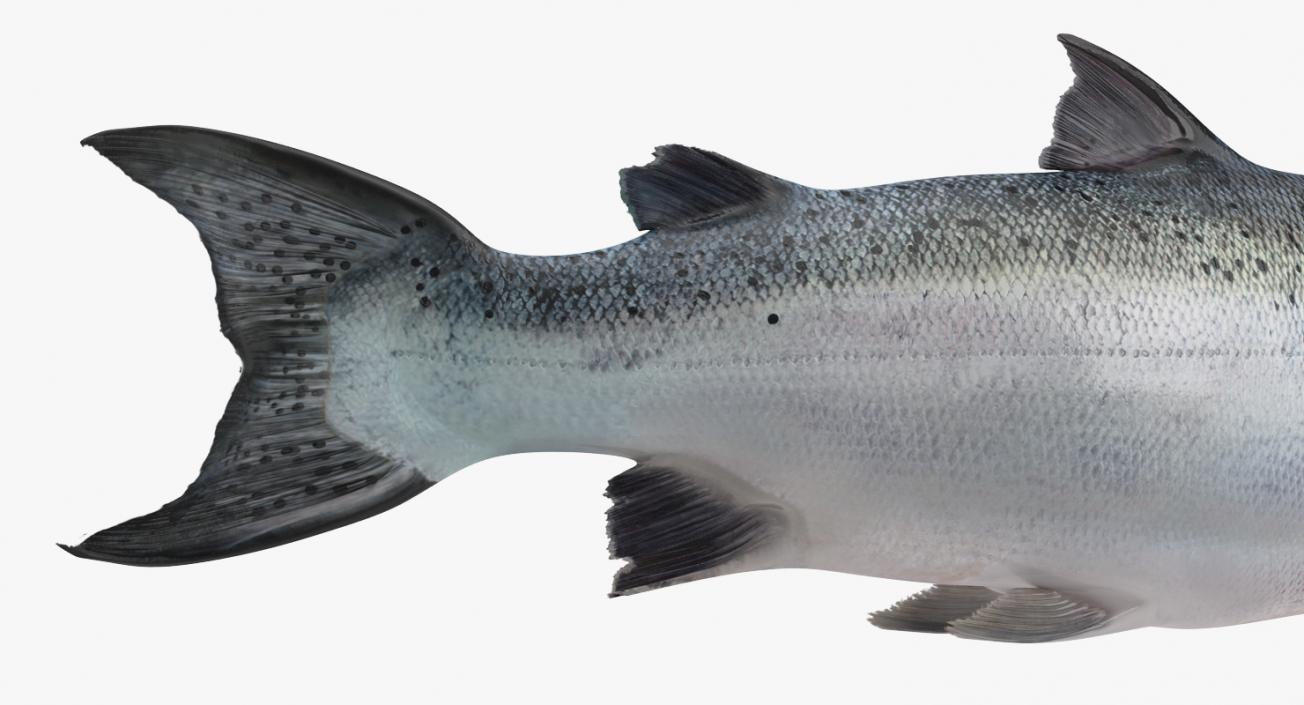 Atlantic Salmon Fish Lying on the Floor 3D model