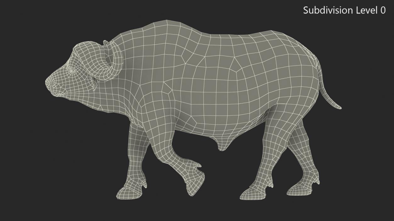 3D African Buffalo Walking Pose model