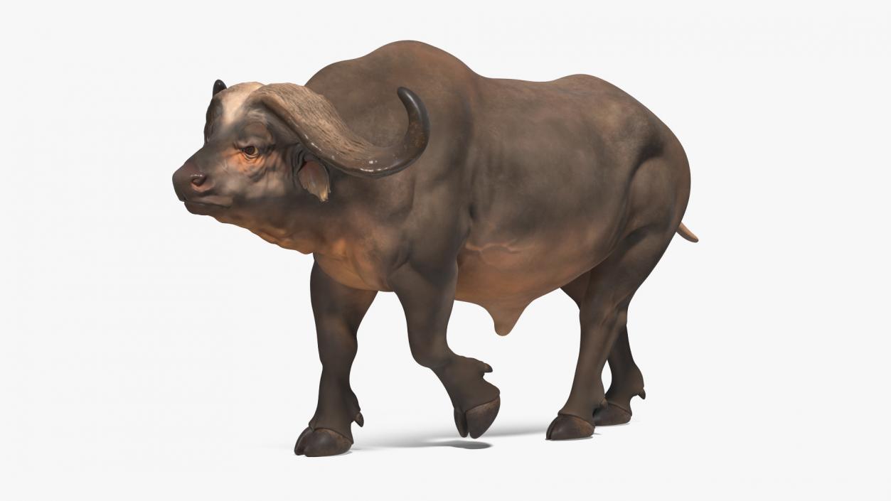 3D African Buffalo Walking Pose model