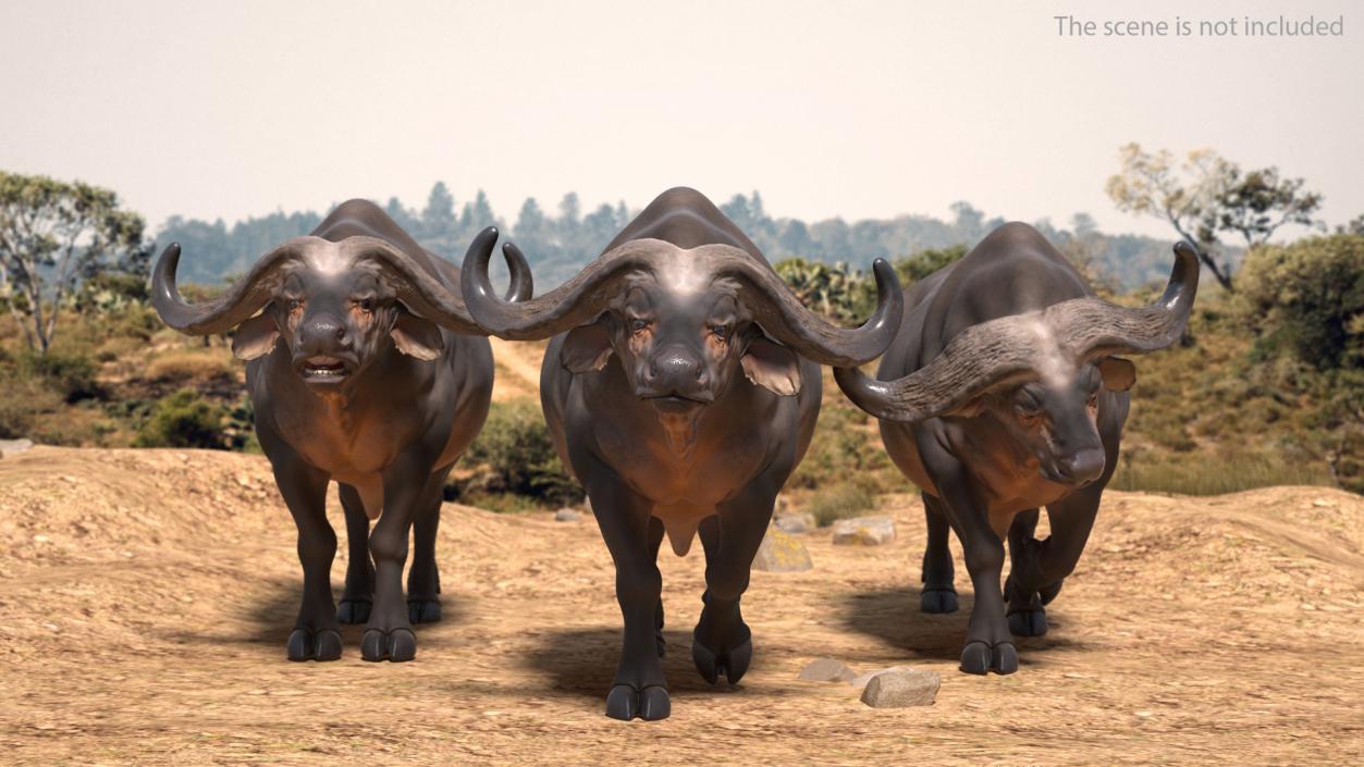 3D African Buffalo Walking Pose model