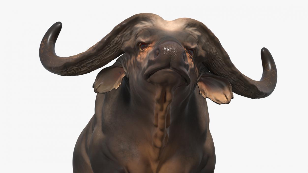 3D African Buffalo Walking Pose model