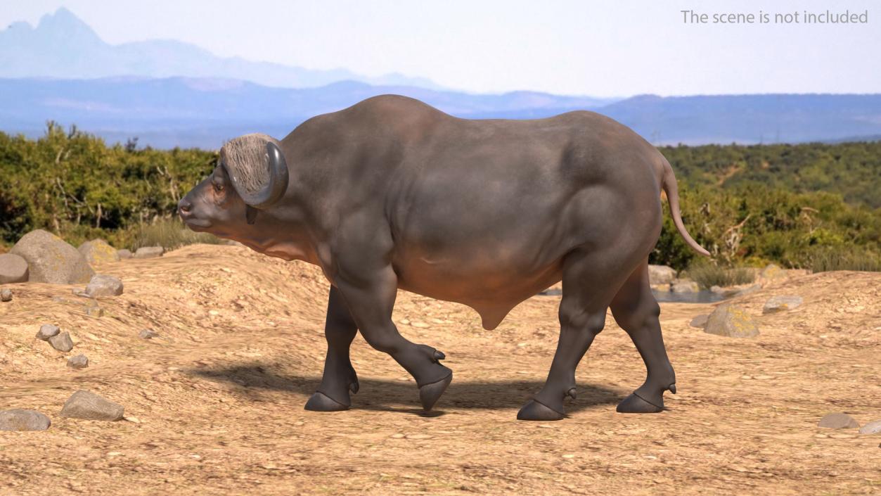 3D African Buffalo Walking Pose model