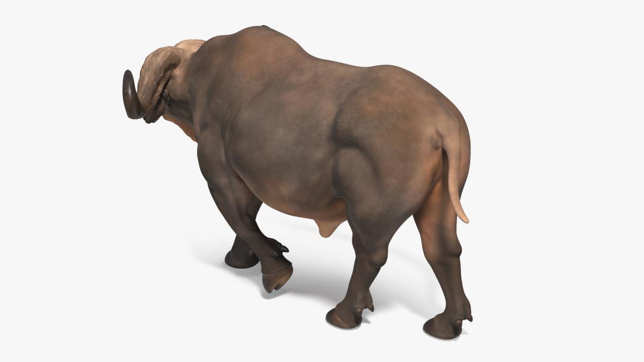 3D African Buffalo Walking Pose model