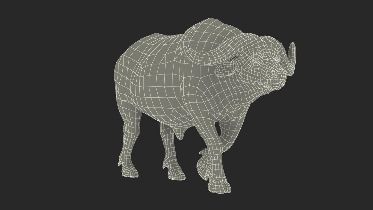 3D African Buffalo Walking Pose model