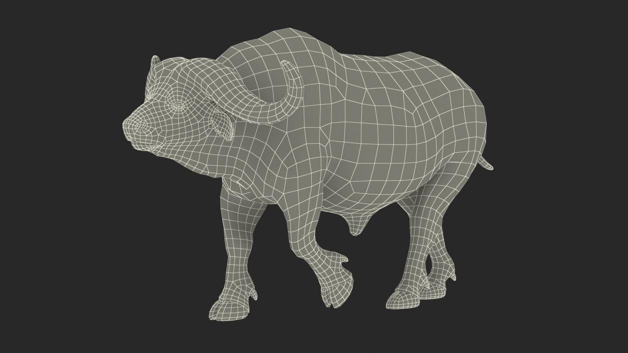 3D African Buffalo Walking Pose model