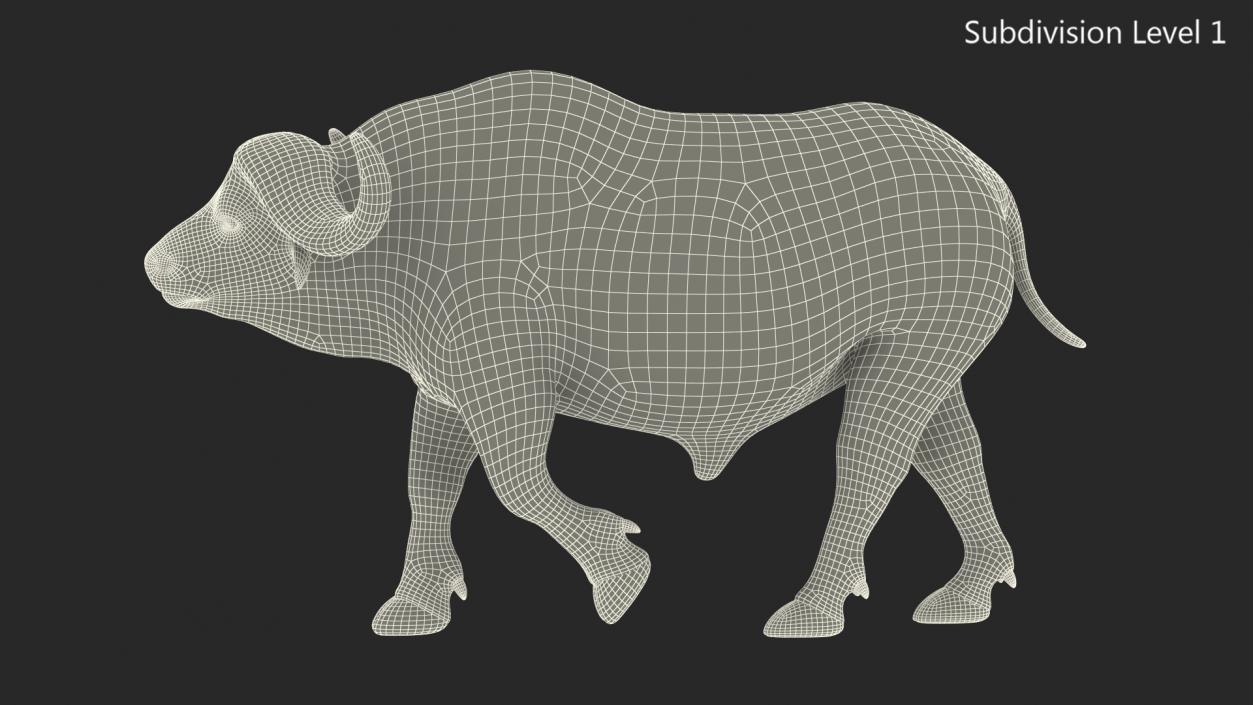 3D African Buffalo Walking Pose model