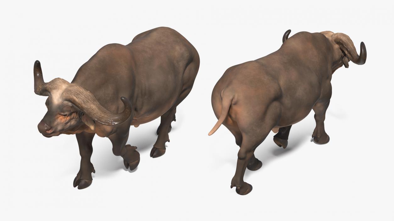 3D African Buffalo Walking Pose model