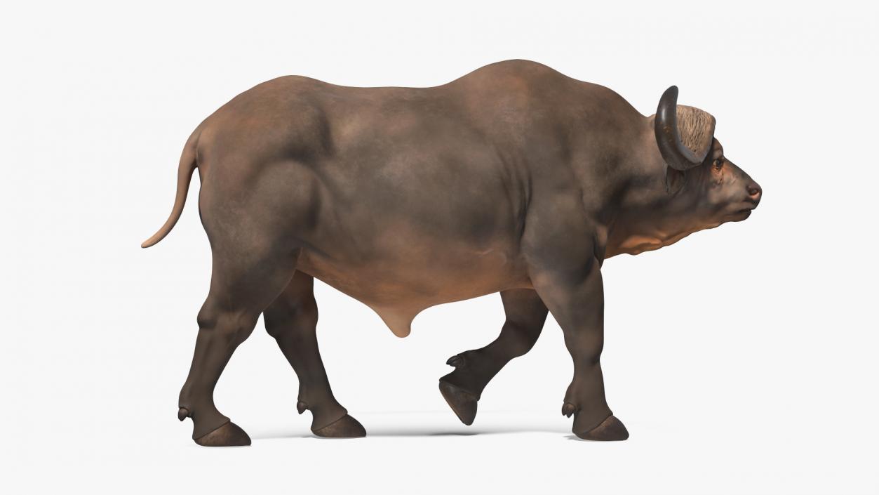 3D African Buffalo Walking Pose model