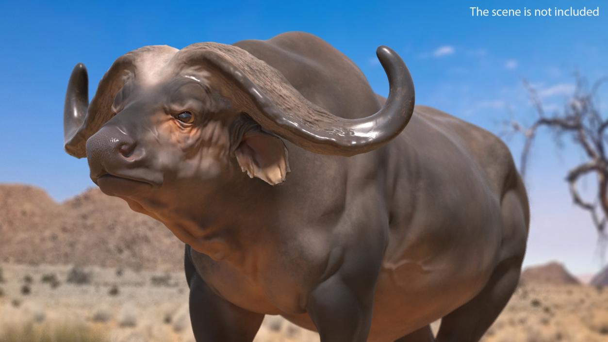 3D African Buffalo Walking Pose model