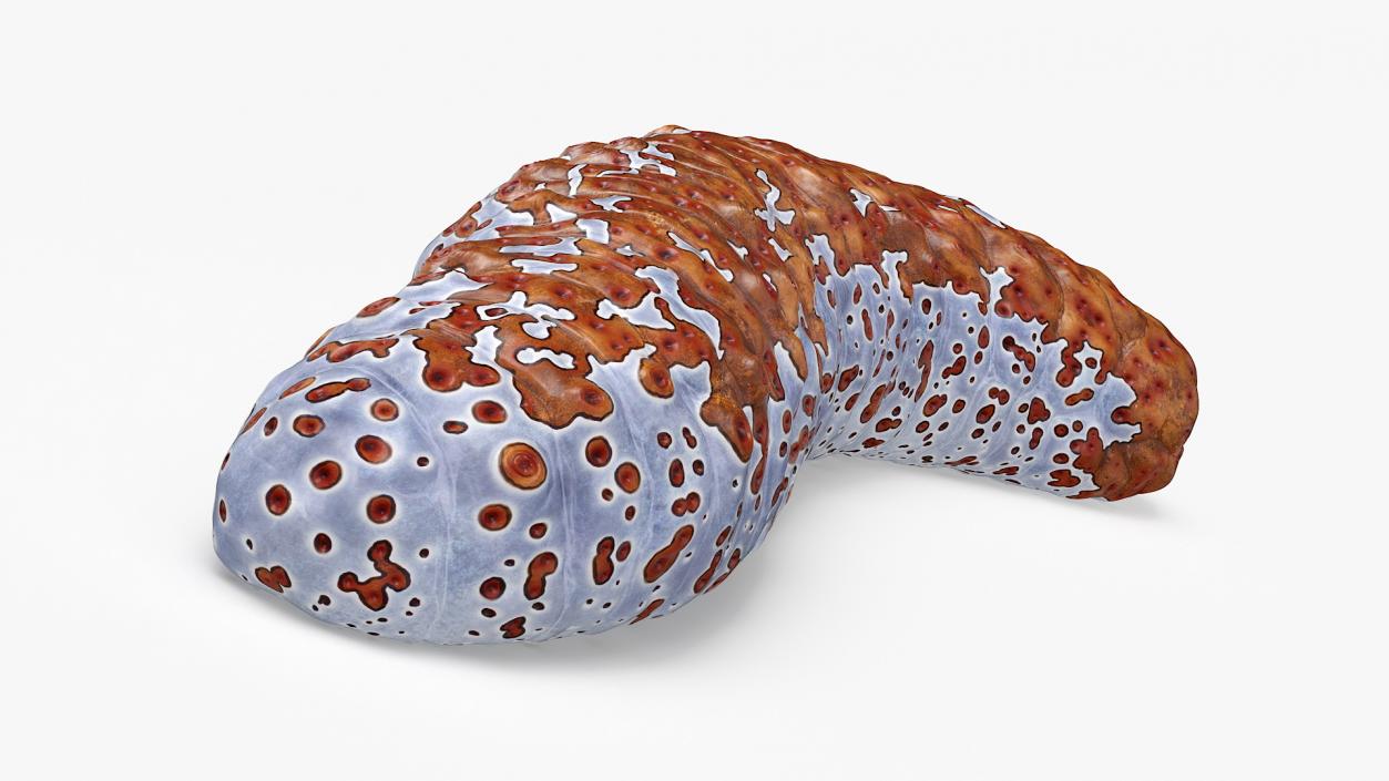 3D model Sea Cucumber S Shaped Red