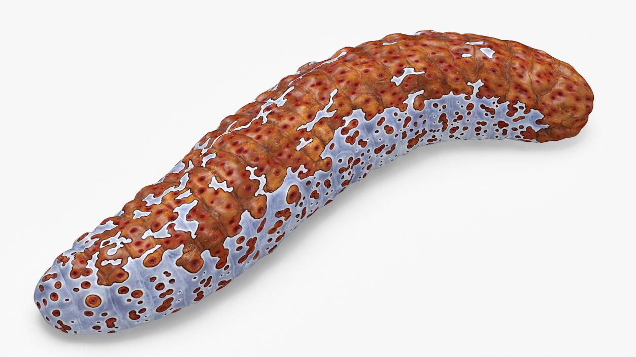 3D model Sea Cucumber S Shaped Red