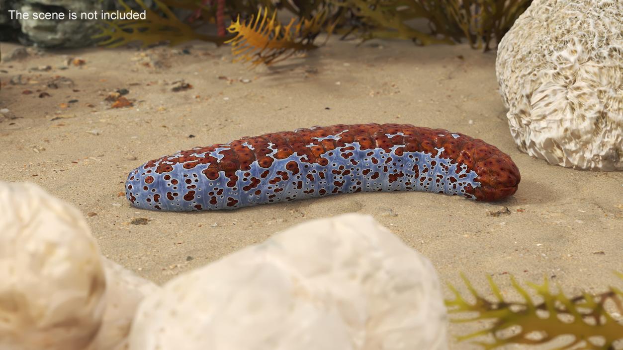 3D model Sea Cucumber S Shaped Red