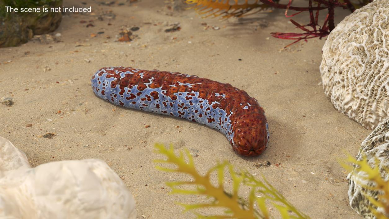 3D model Sea Cucumber S Shaped Red