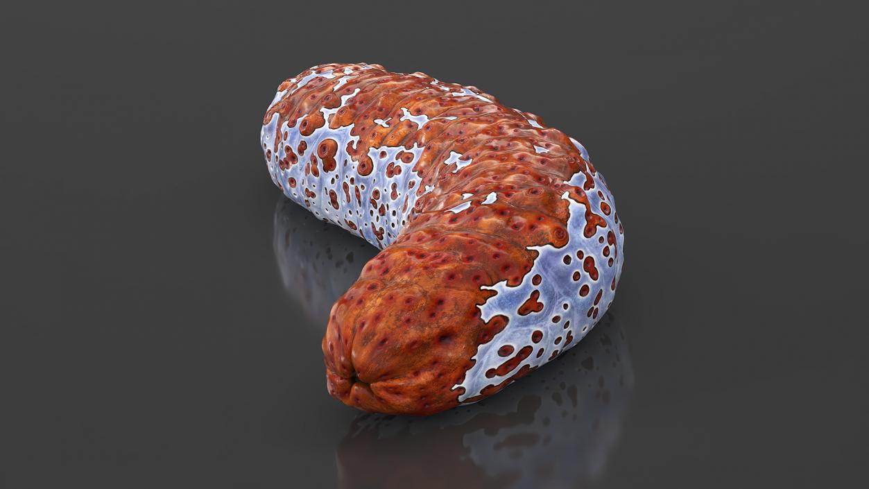 3D model Sea Cucumber S Shaped Red