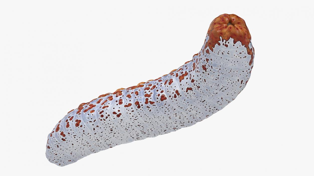 3D model Sea Cucumber S Shaped Red