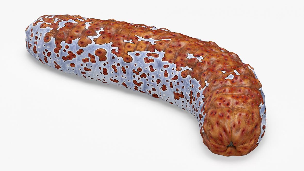 3D model Sea Cucumber S Shaped Red