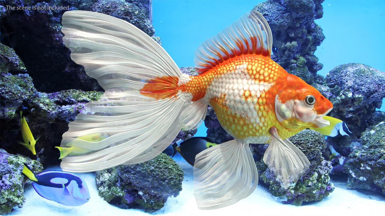 Goldfish Aquarium Fish 3D