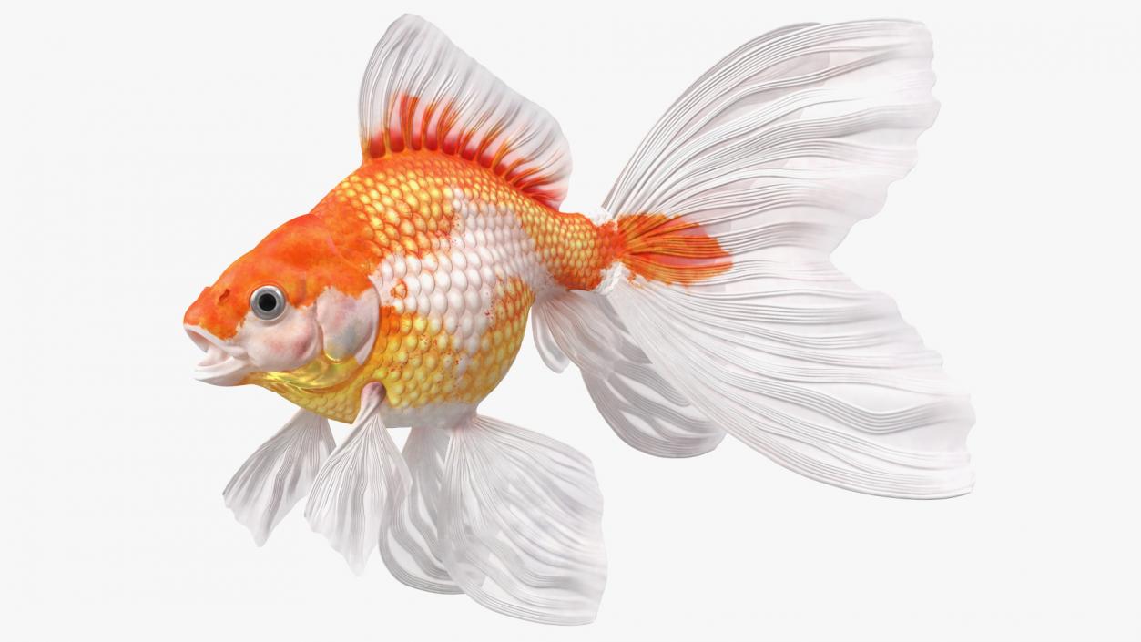 Goldfish Aquarium Fish 3D