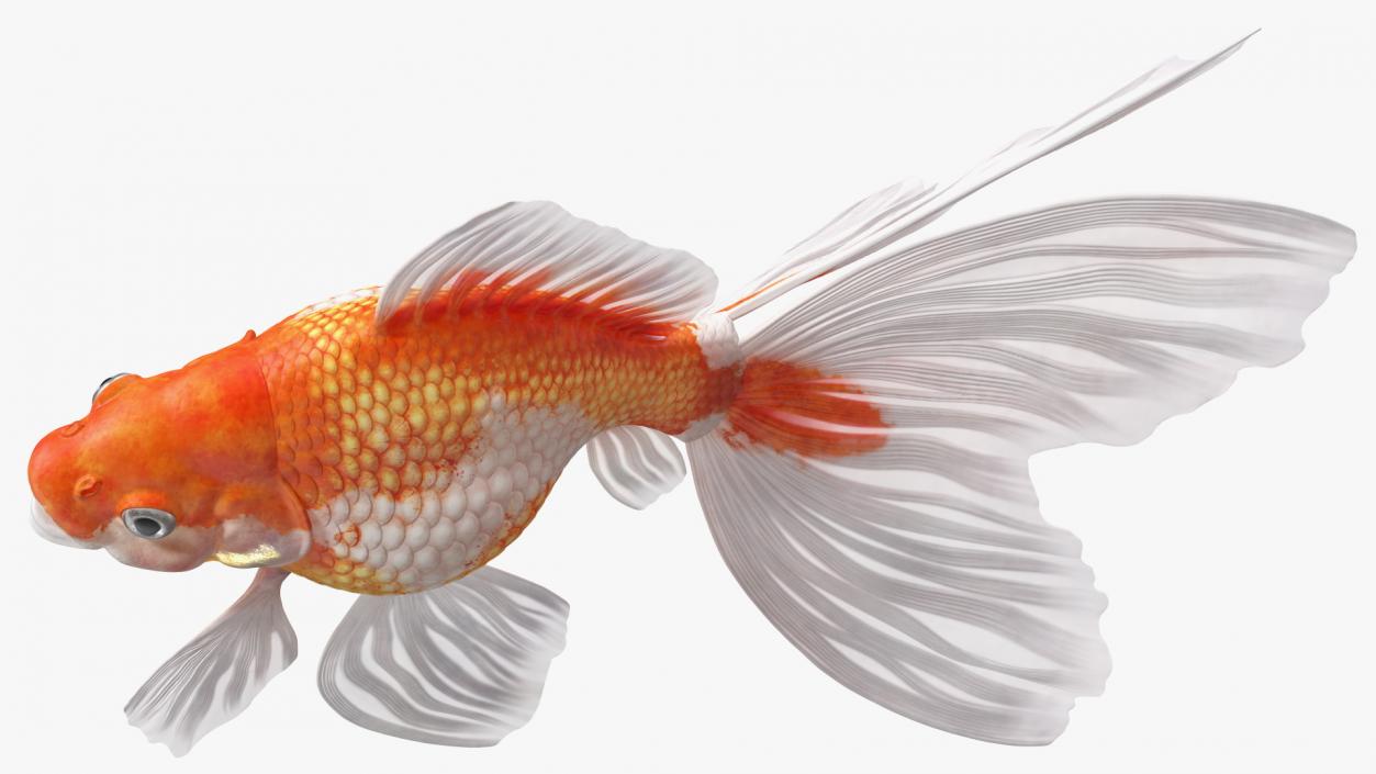 Goldfish Aquarium Fish 3D