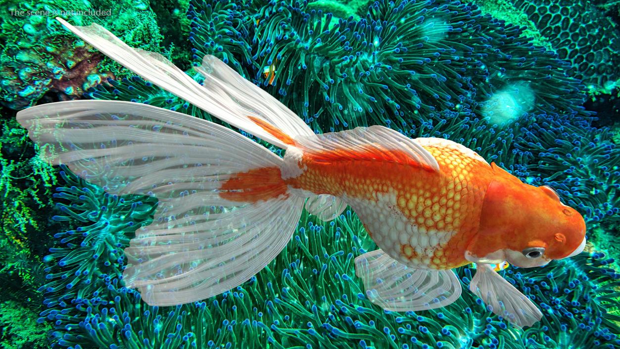 Goldfish Aquarium Fish 3D