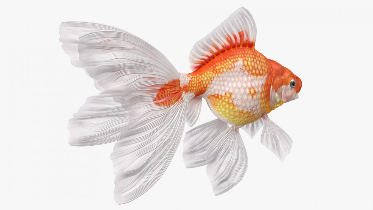 Goldfish Aquarium Fish 3D