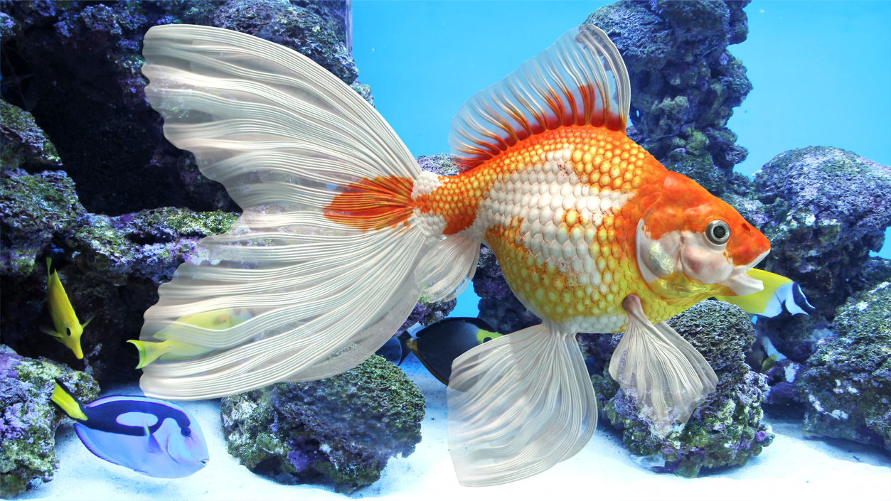 Goldfish Aquarium Fish 3D