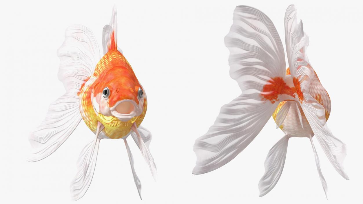 Goldfish Aquarium Fish 3D