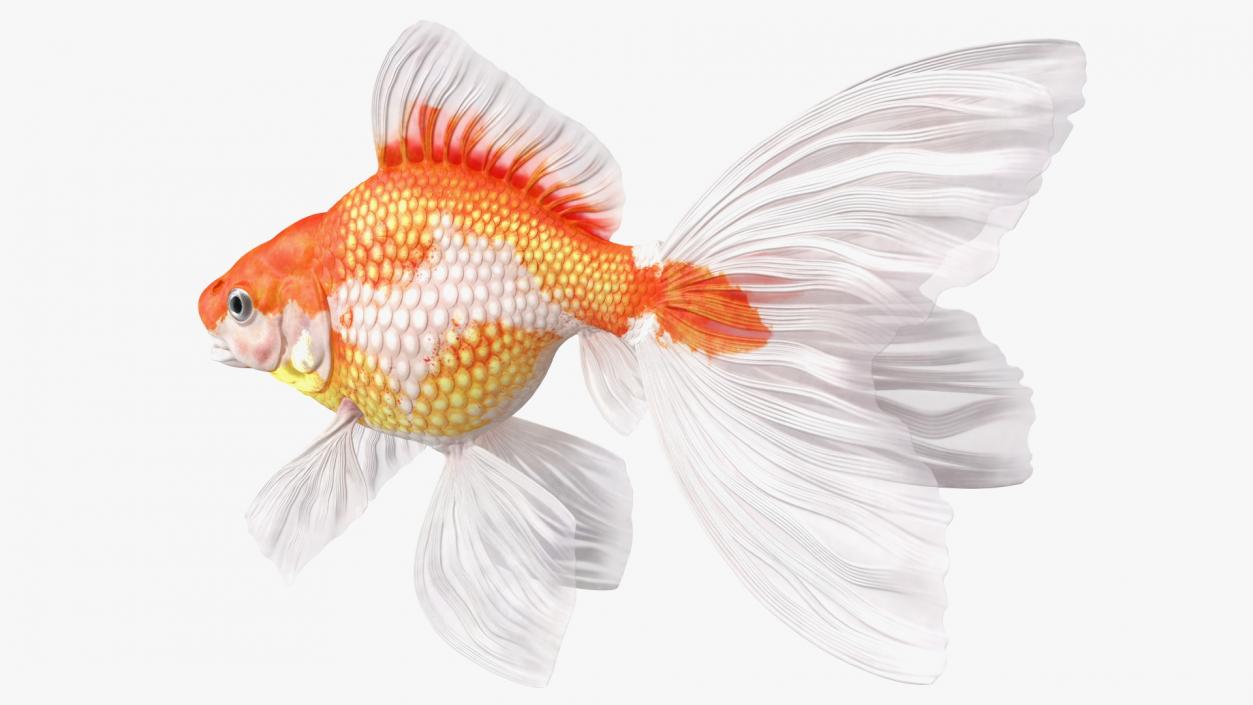 Goldfish Aquarium Fish 3D