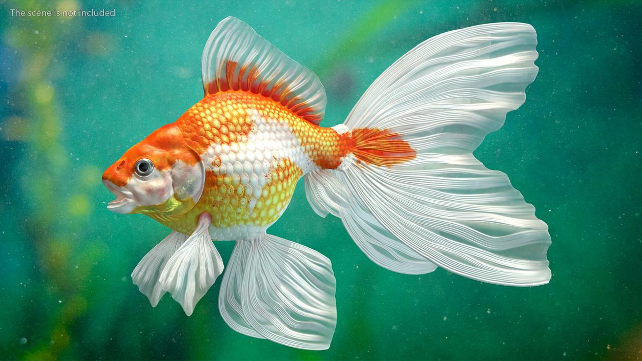 Goldfish Aquarium Fish 3D