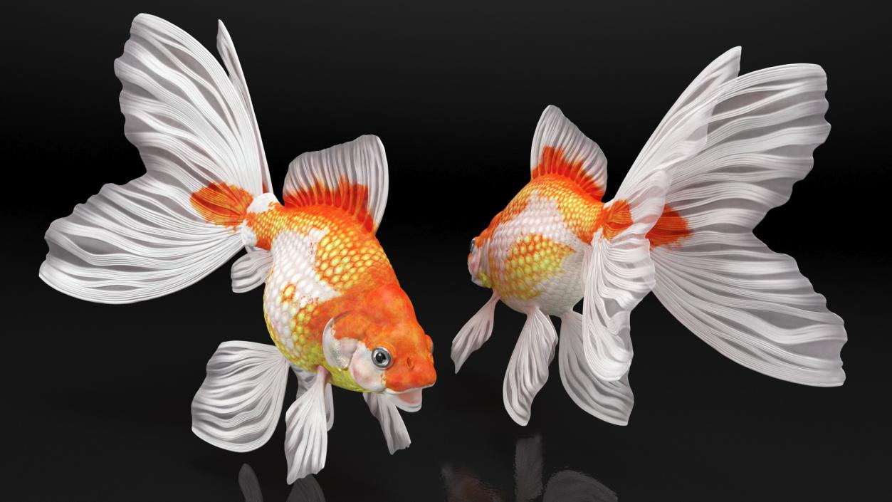 Goldfish Aquarium Fish 3D