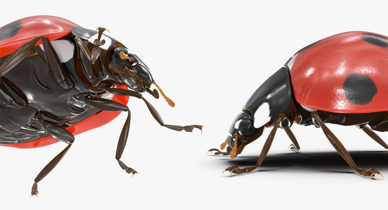 Insects Big Collection 4 3D model